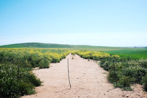 Canola Fields